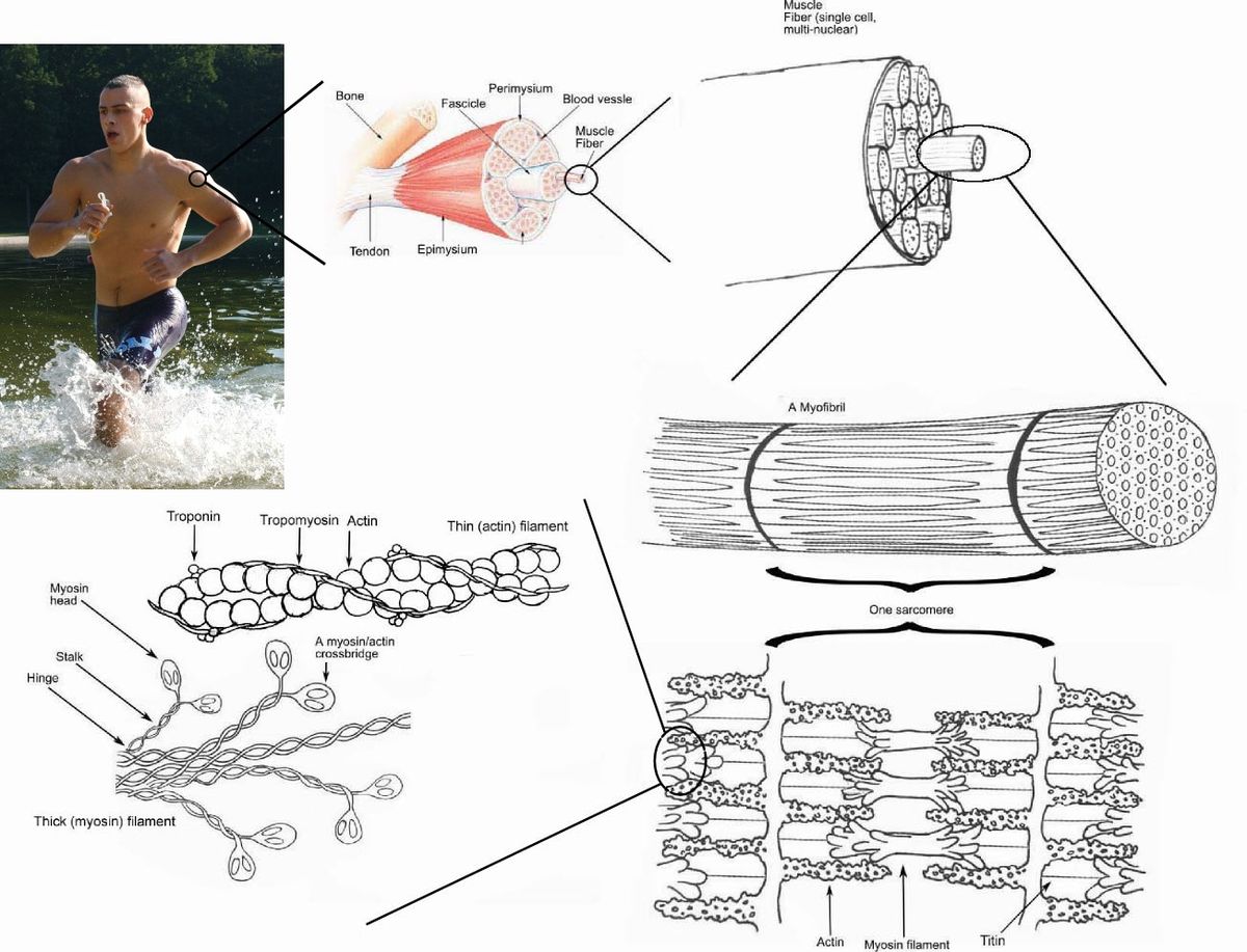 1200x917 skeletal muscle - Skeletal Muscle Drawing