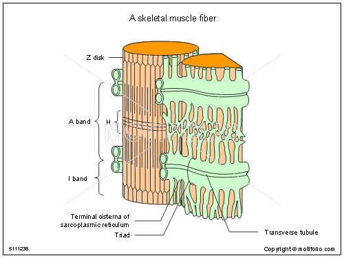 500x375 a skeletal muscle fiber illustrations - Skeletal Muscle Drawing