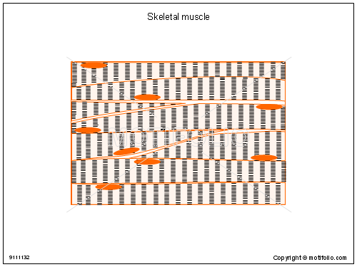 500x375 skeletal muscle illustrations - Skeletal Muscle Drawing