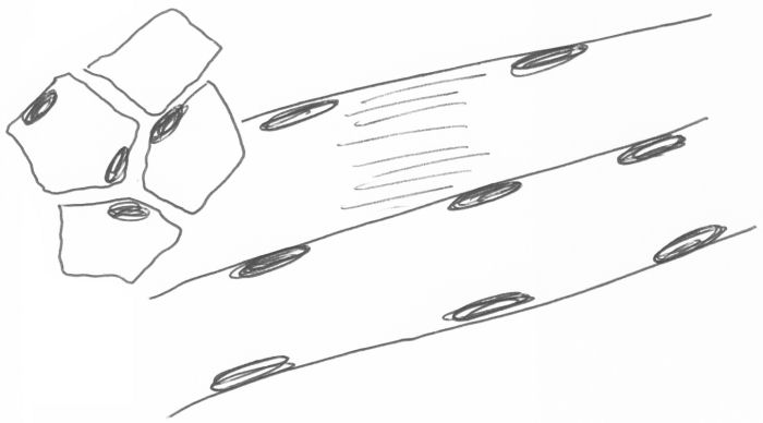 700x388 skets skeletspier drawing skeletal muscle - Skeletal Muscle Drawing