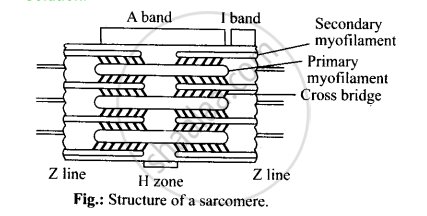 427x216 solution for draw the diagram of a sarcomere of skeletal muscle - Skeletal Muscle Drawing