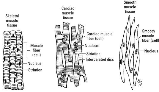 Skeletal Muscle Drawing at PaintingValley.com | Explore collection of ...