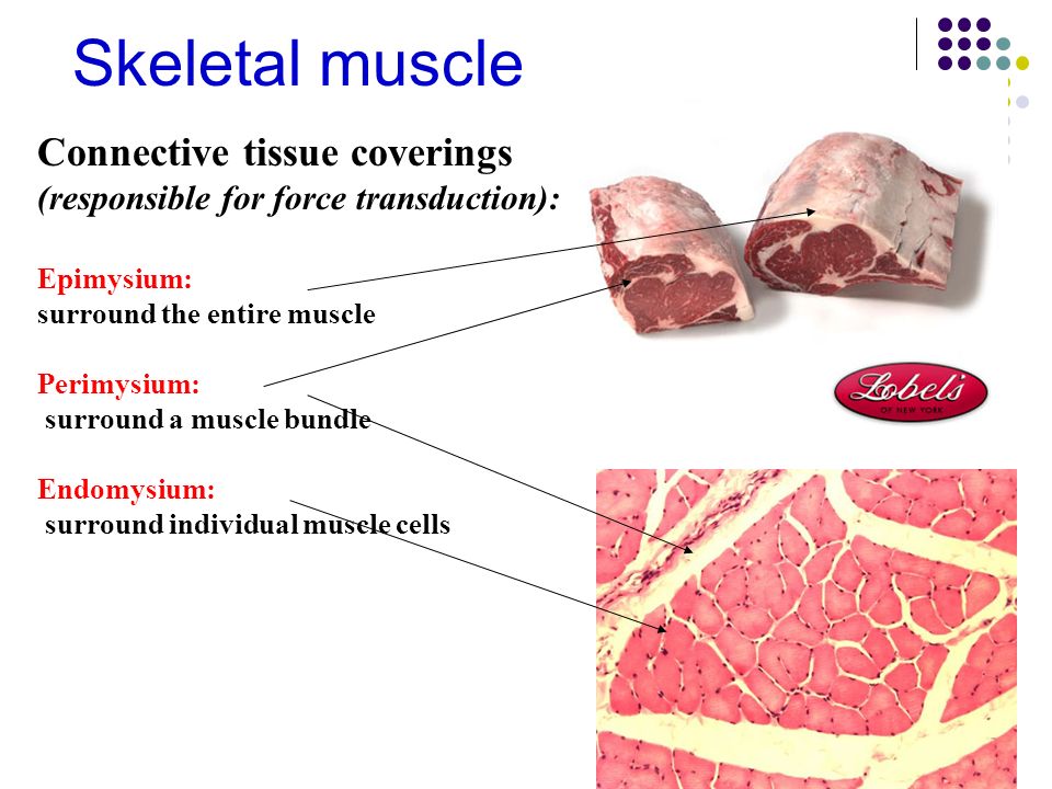 960x720 the muscle tissue skeletal muscle - Skeletal Muscle Drawing