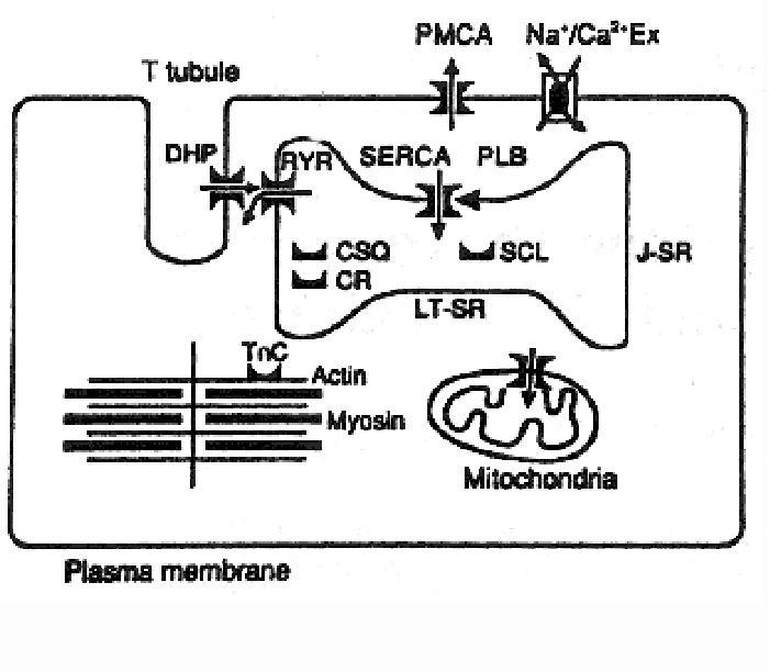 701x612 calcium homeostasis in skeletal muscle cells the schematic - Skeletal Muscle Drawing