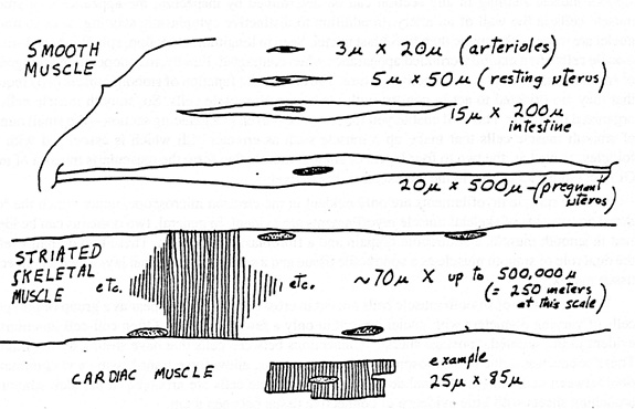 575x370 duke histology - Skeletal Muscle Drawing
