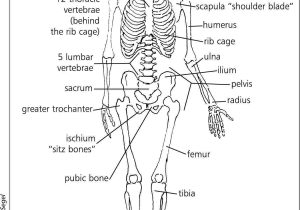 Skeletal System Drawing at PaintingValley.com | Explore collection of ...