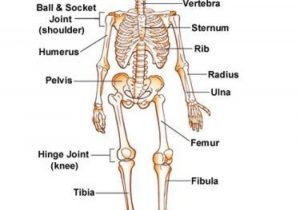 300x210 how to draw a skeletal system how to draw or sketch art - Skeletal System Drawing