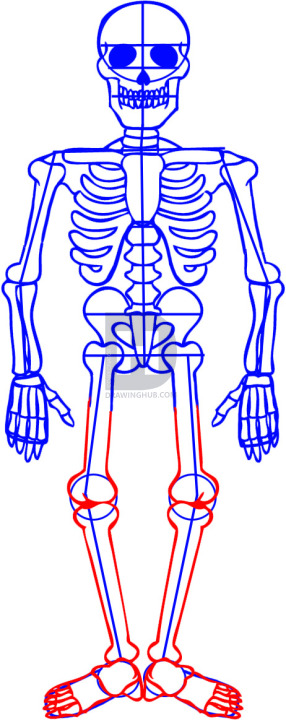 how to draw a human skeletal system