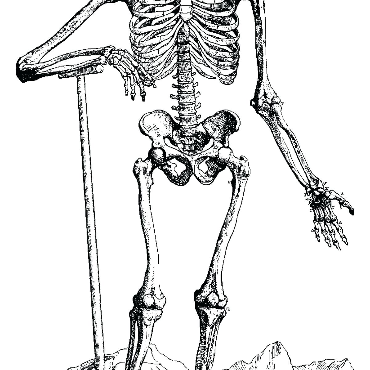 1201x1200 human skeletal system drawing - Skeletal System Drawing