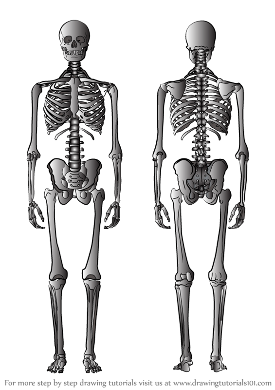 draw a level a human skeletal system