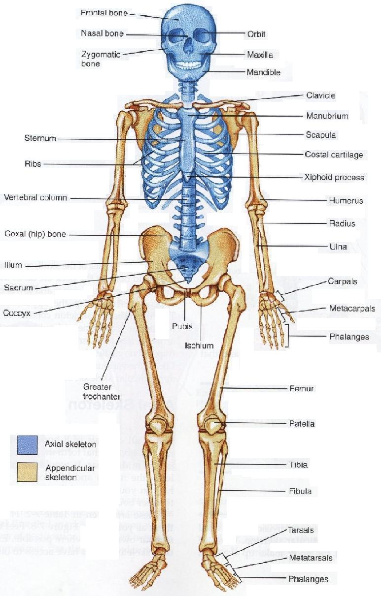 Skeletal System Drawing at Explore collection of
