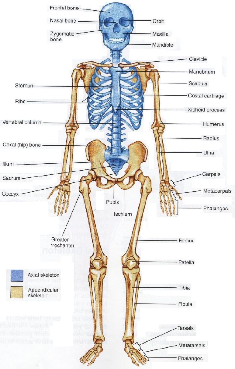 Skeletal System Drawing At PaintingValley Explore Collection Of 