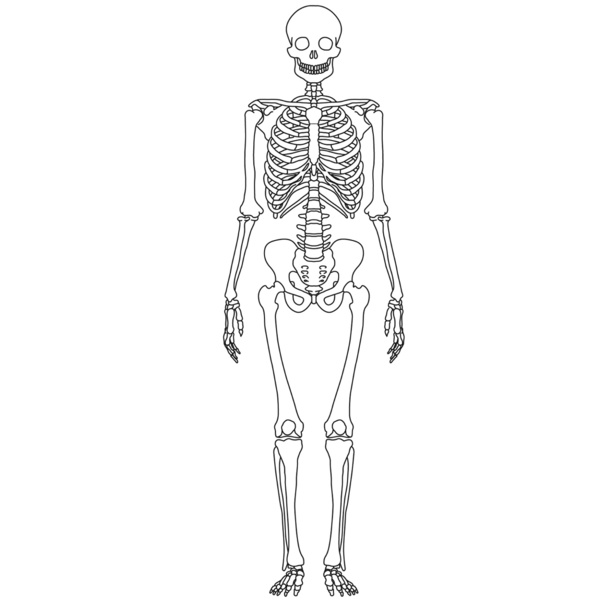 600x600 skeletal system - Skeletal System Drawing