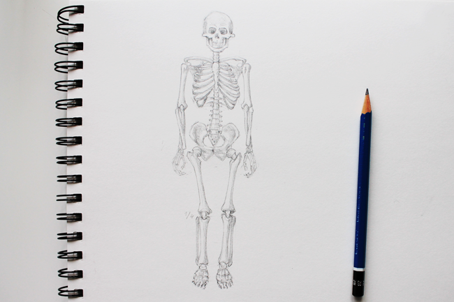 simple drawing of skeletal system