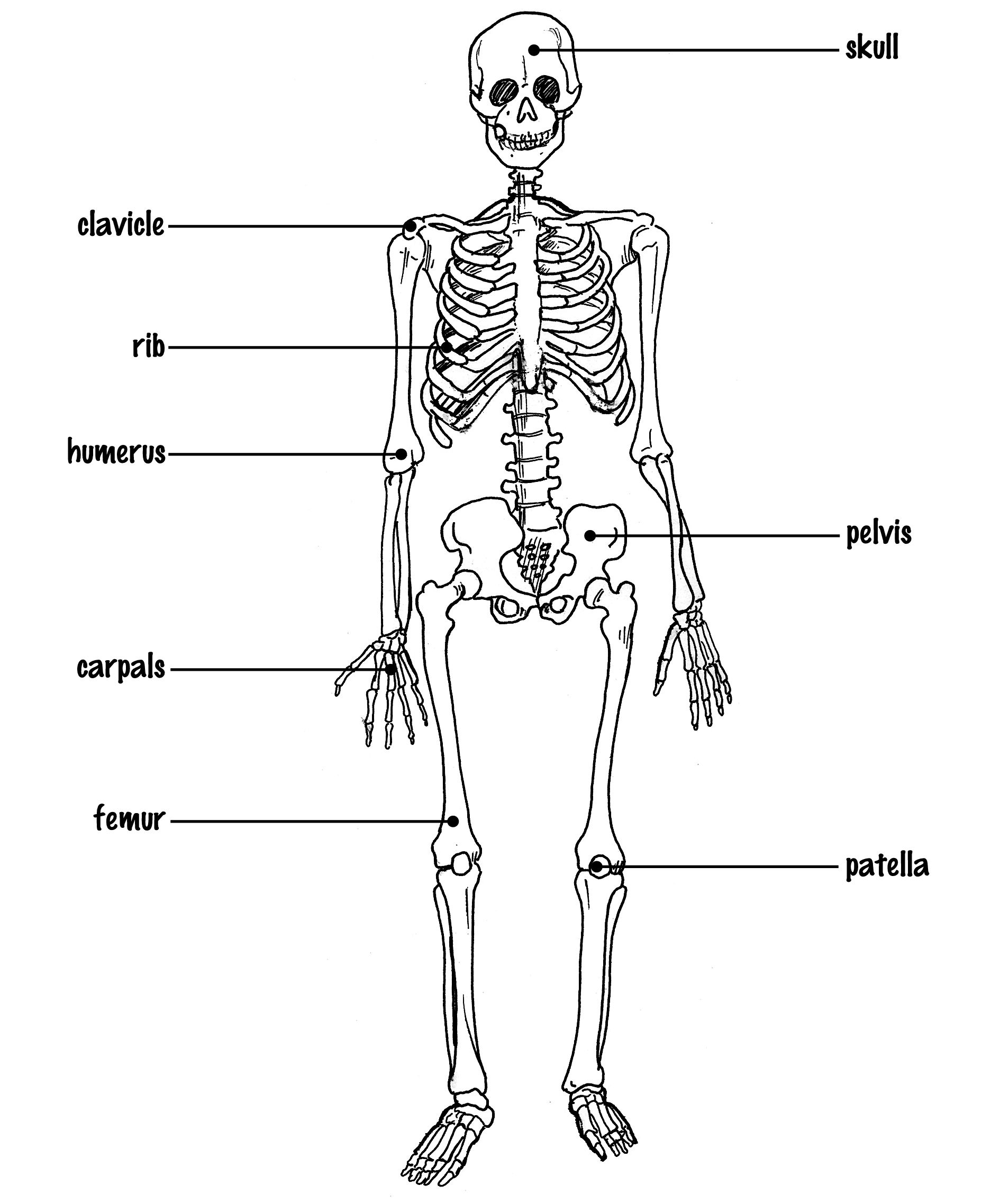 Skeletal System Drawing at Explore collection of