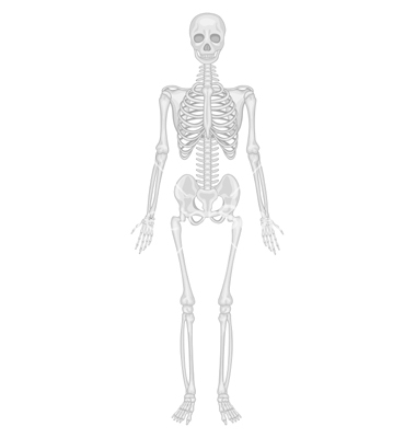 380x400 the skeletal system - Skeletal System Drawing