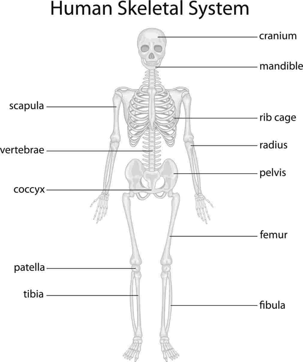 simple drawing of skeletal system