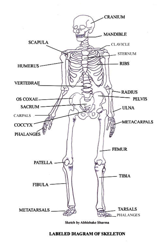 Skeletal System Drawing at Explore collection of