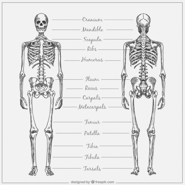 626x626 hand drawn skeletal system with names vector premium download - Skeletal System Drawing