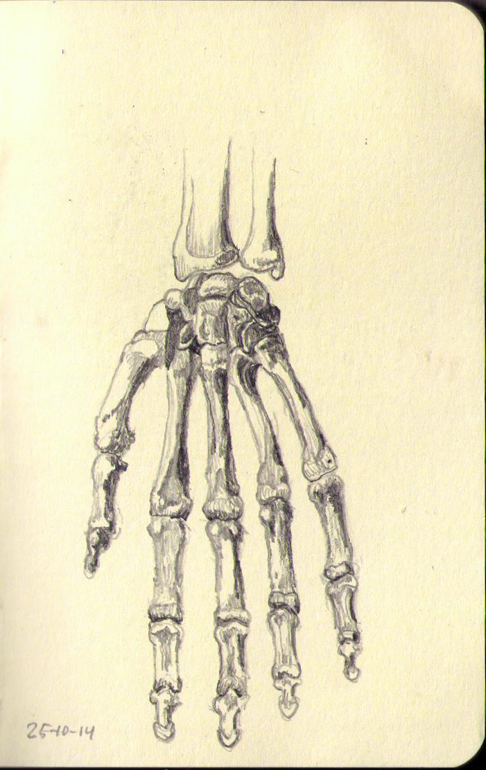 skeleton drawing anatomy