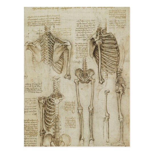540x540 da vinci's human skeleton anatomy sketches postcard - Skeleton Anatomy Drawing
