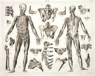 320x257 Figure Drawing The Human Skeleton And Muscles - Skeleton Anatomy Drawing