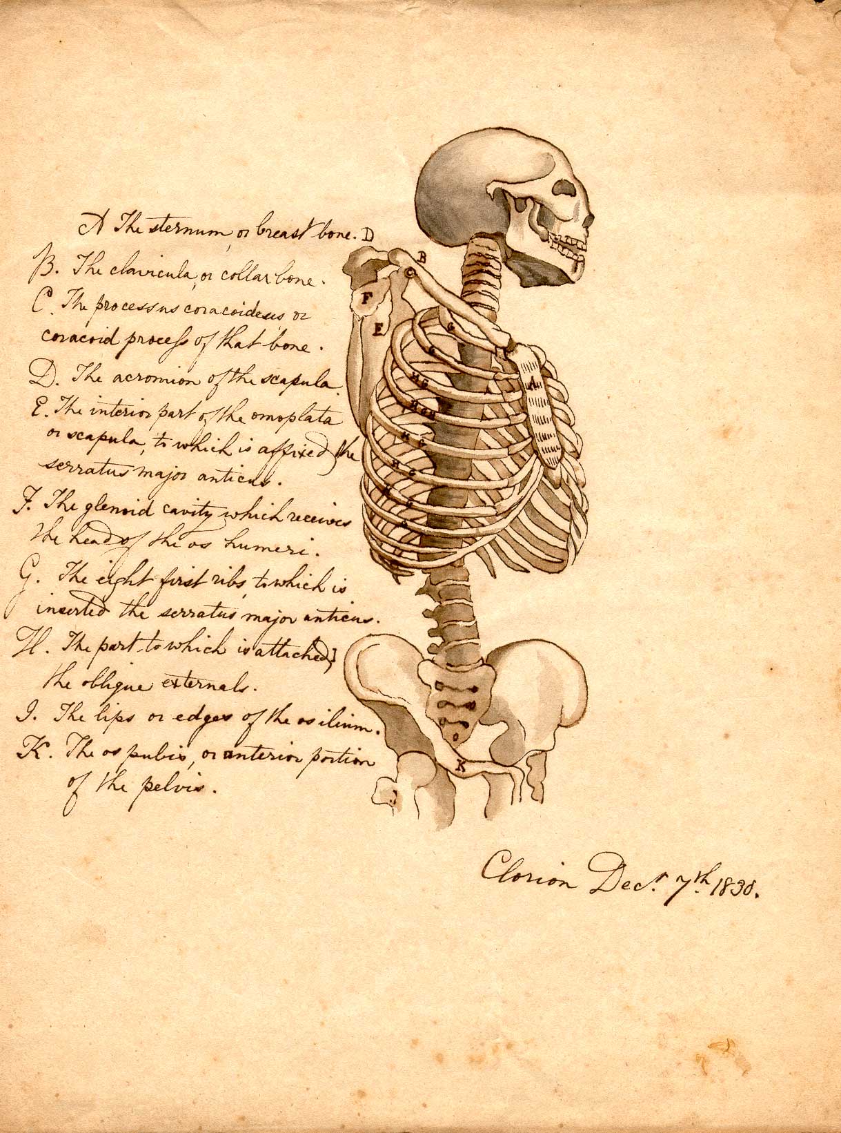1219x1641 Historical Anatomies On The Web Clorion - Skeleton Anatomy Drawing