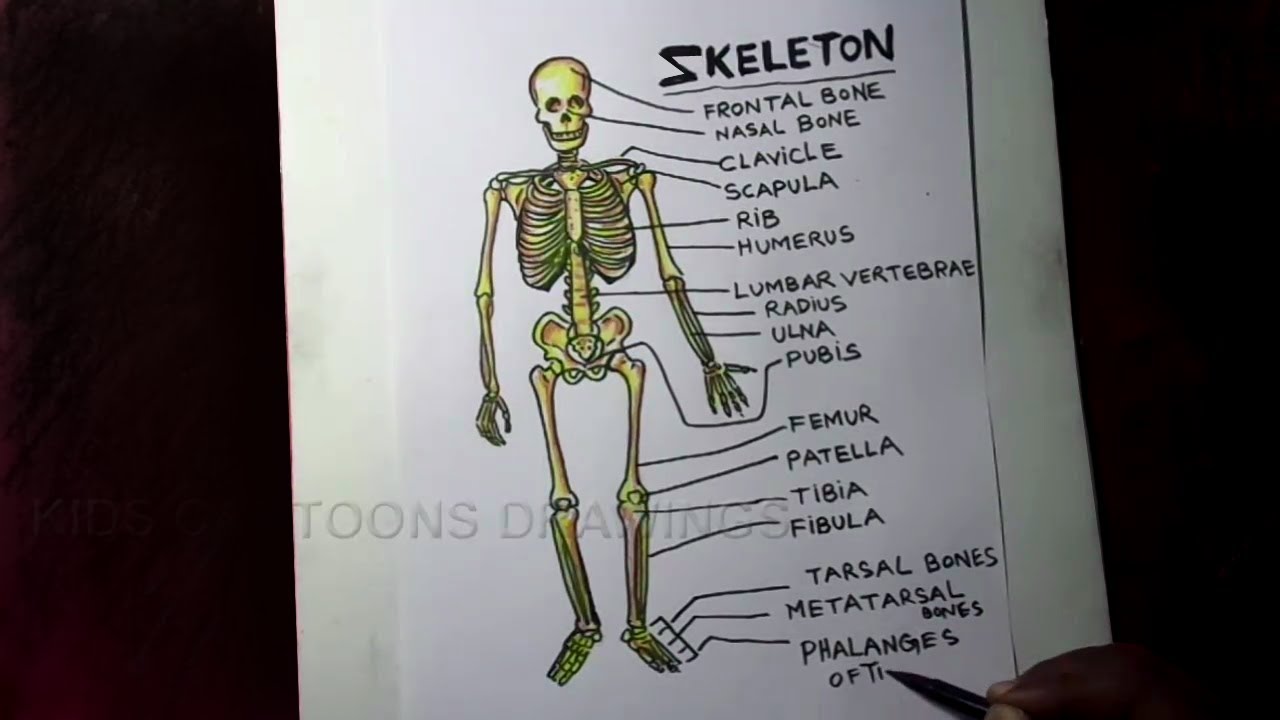 1280x720 how to draw human skeleton anatomy drawing for kids - Skeleton Anatomy Drawing