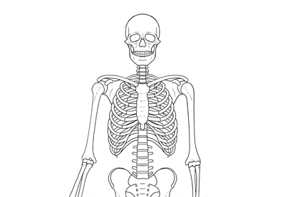 400x277 How To Draw A Skeleton Step - Skeleton Anatomy Drawing