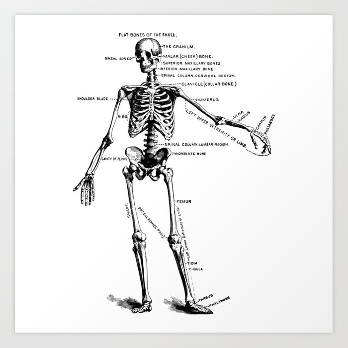 700x700 human skeleton anatomy drawing diagram art print - Skeleton Anatomy Drawing