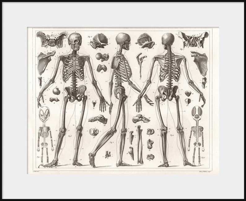 794x650 anatomy of human skeleton anatomical drawing new fine etsy - Skeleton Anatomy Drawing