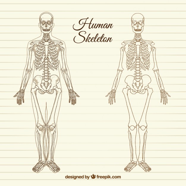 626x626 Human Skeleton Vectors, Photos And Free Download - Skeleton Anatomy Drawing