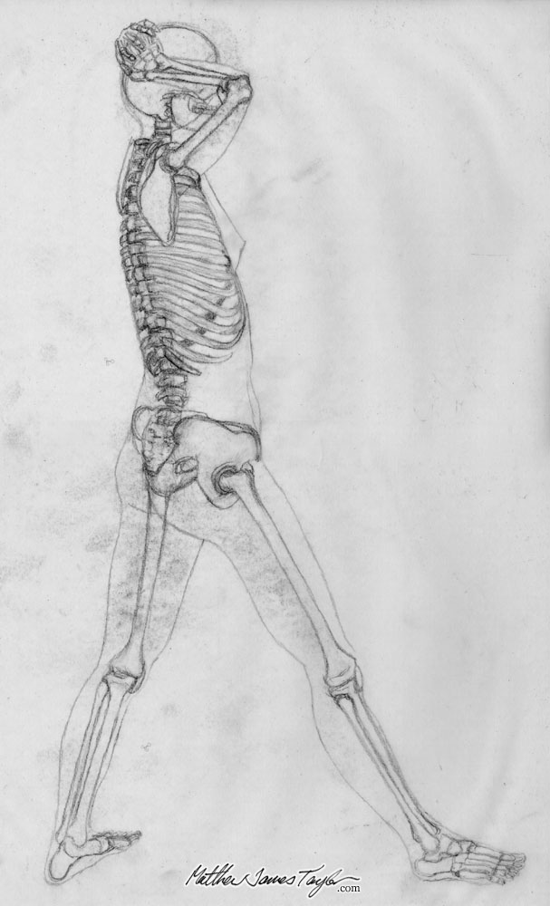 607x1000 human anatomy drawing studies - Skeleton Anatomy Drawing
