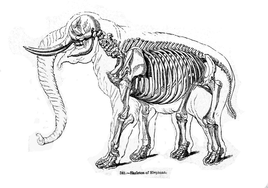 900x631 skeleton anatomy of an elephant drawing - Skeleton Anatomy Drawing