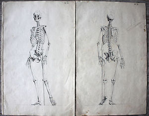 300x233 pieces old pen and ink drawings skeleton, anatomy around - Skeleton Anatomy Drawing