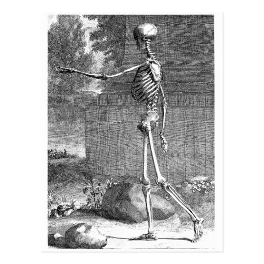 540x540 vintage anatomy drawing, side view, skeleton postcard - Skeleton Anatomy Drawing