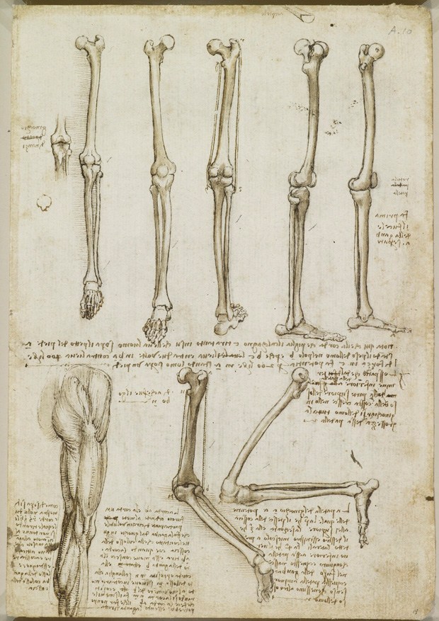 620x877 a rare glimpse of leonardo da vinci's anatomical drawings brain - Skeleton Anatomy Drawing