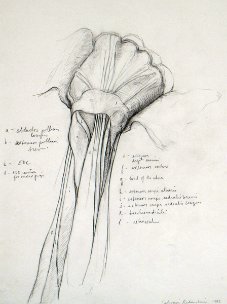 448x600 drawing basics understanding anatomy of the arm - Skeleton Arm Drawing