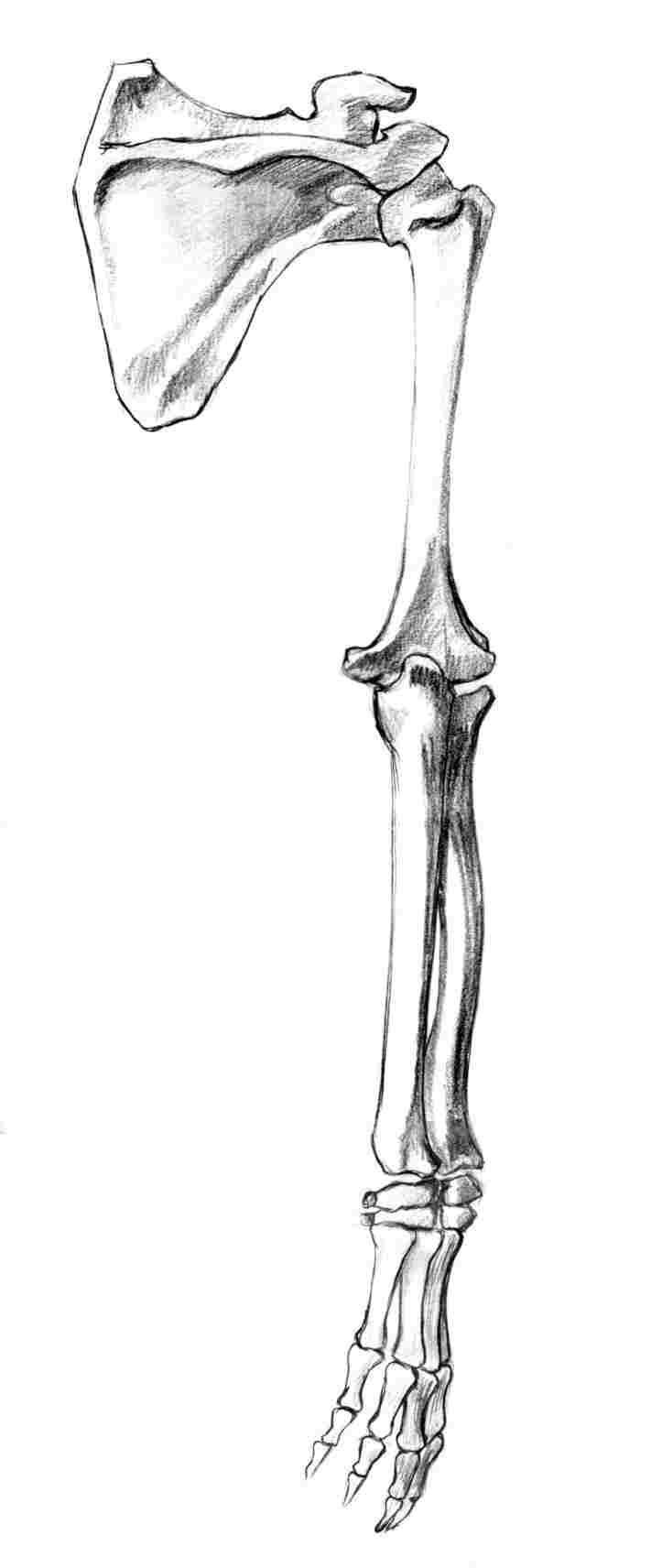 Skeleton Arm Drawing at Explore collection of