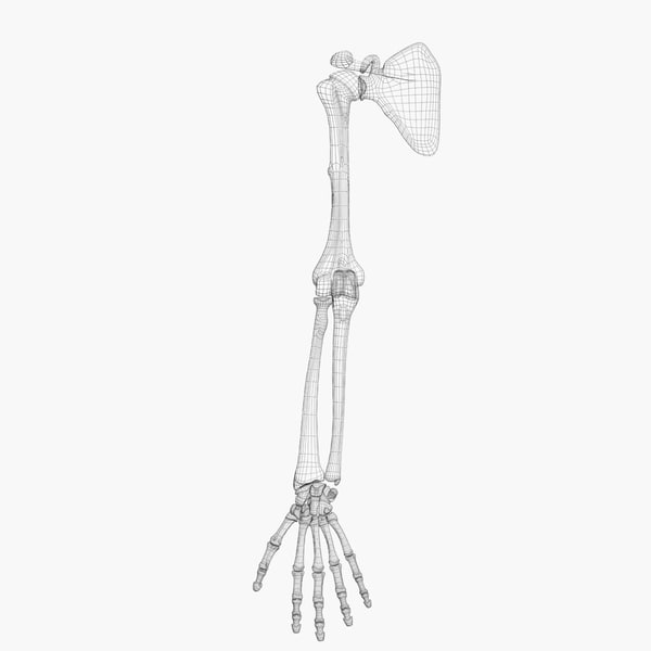 600x600 human skeleton arm drawing - Skeleton Arm Drawing