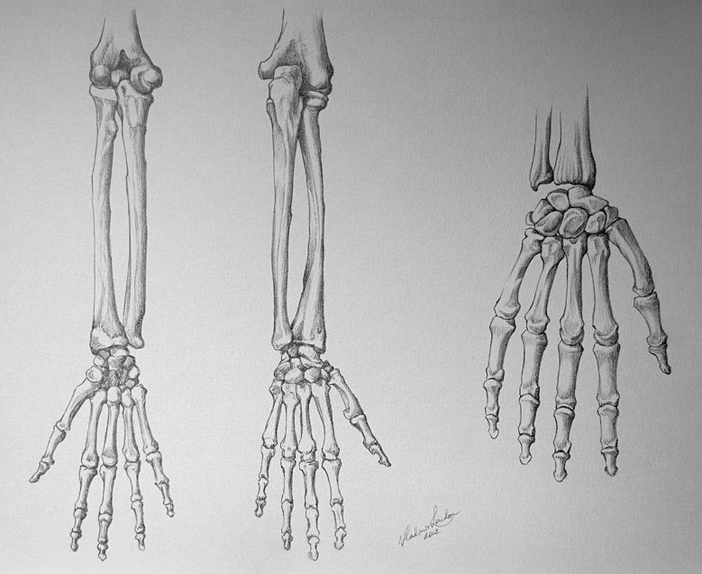 779x637 related image skeletons - Skeleton Arm Drawing