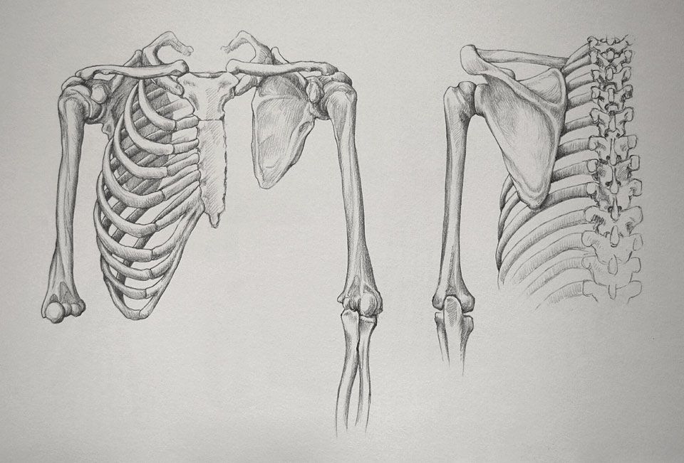 960x651 shoulder and arm how to draw drawing ideas in skeleton - Skeleton Arm Drawing