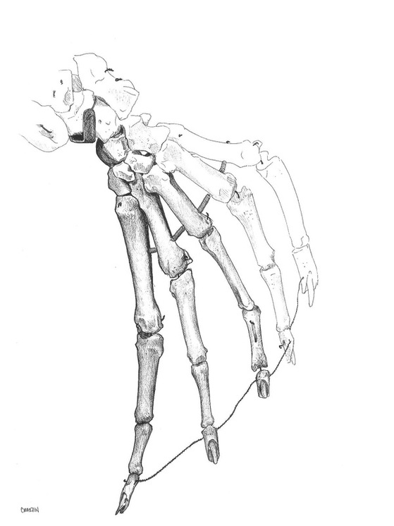 559x746 skeleton arm drawing - Skeleton Arm Drawing