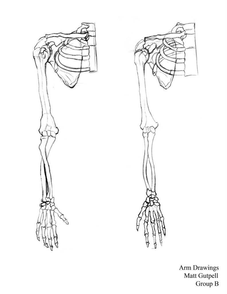 Skeleton Arm Drawing at Explore collection of