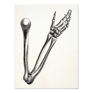 307x307 skeleton arms gifts on zazzle au - Skeleton Arm Drawing