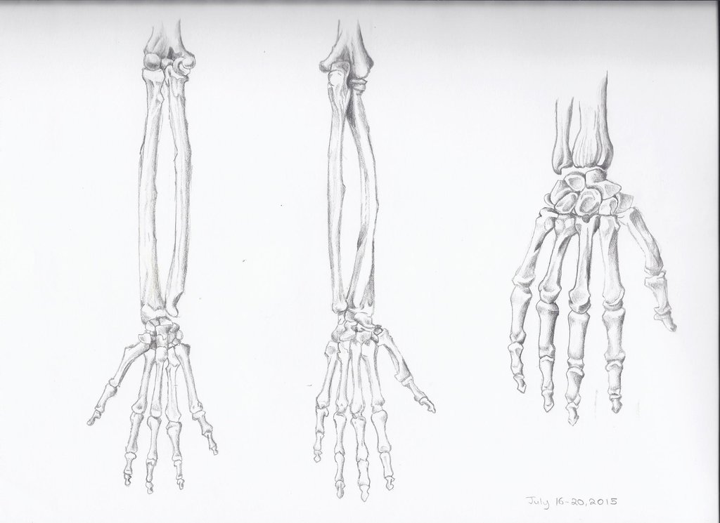 Скелет руки рисунок. Скелет кисти руки сбоку. Скелет руки спереди. Кисть руки скелет в разных ракурсах. Рука скелета рисунок.