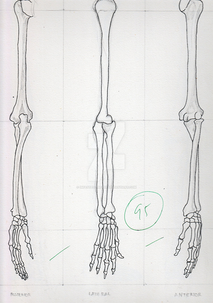 Skeleton Arm Drawing at Explore collection of