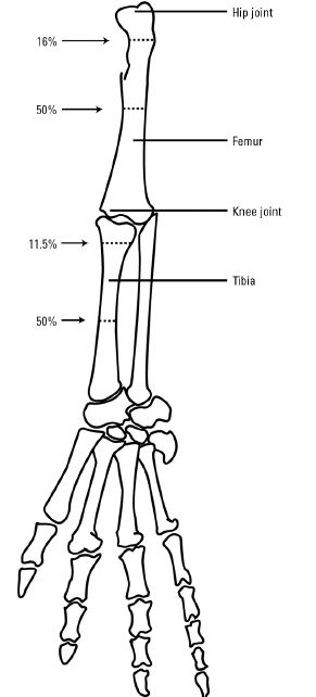 291x642 figure drawing skeletons - Skeleton Arm Drawing