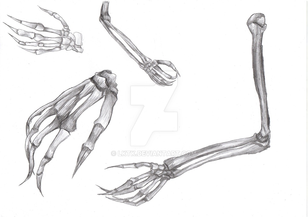 Костяная рука. Согнутая рука скелета. Кости руки сбоку. Рука скелета референс. Рука скелета сбоку.
