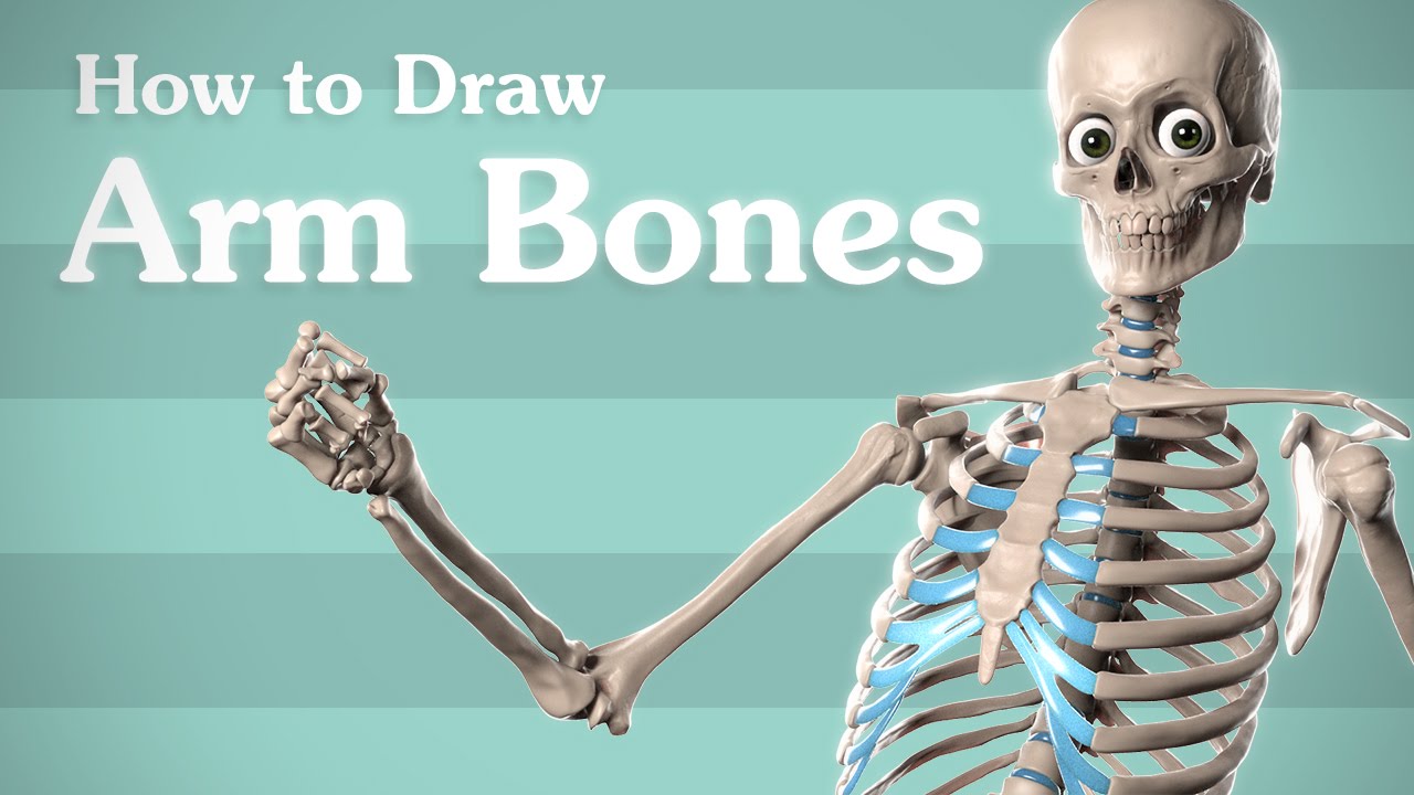 1280x720 drawing arm bones - Skeleton Arm Drawing